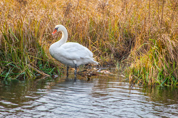 Swan building nest.