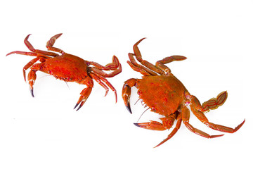 seafood, crabs isolated on white