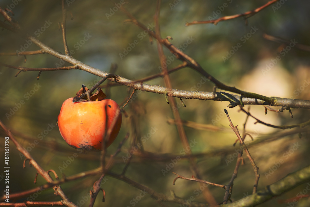 Wall mural persimmon tree with fruit