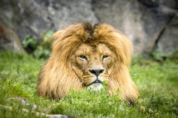 Male lion with a large mane relaxing