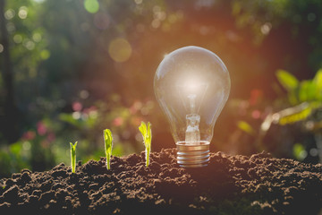 Energy saving light bulb and tree growing on nature background.