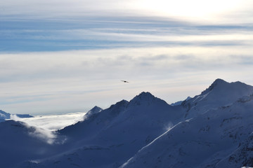 The bird soars in the sky amid the mountain scenery. Jackdaw flies in the mountains.
