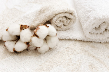 Fototapeta na wymiar Spa background. Two fluffy flower of cotton plant on the background of rolled up terry towels. Spa concept.