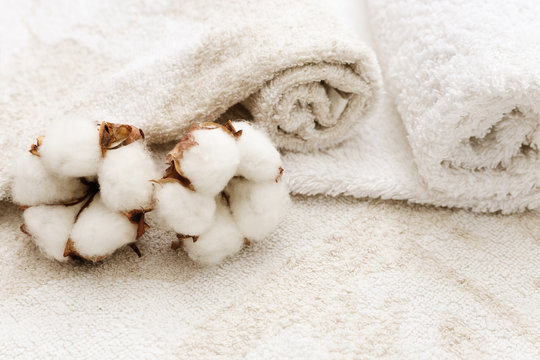 Spa background. Two fluffy flower of cotton plant on the background of rolled up terry towels. Spa concept.
