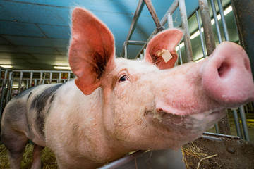 Schweinezucht - lustig blickender Eber im Eberstall, Weitwinkelaufnahme