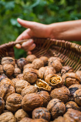 Autumn Walnut Collecting In Wicker Basket Cracked Halved In Bulk, Huvosvolgy Budapest Hungary