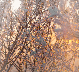 Äste im Winter mit Raureif und Eiskristallen bei Sonnenaufgang
