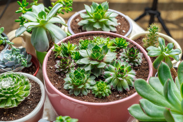 Variety of Succulents  in different  pots