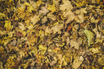 dry and withered autumn foliage, fall leaves, vintage colored