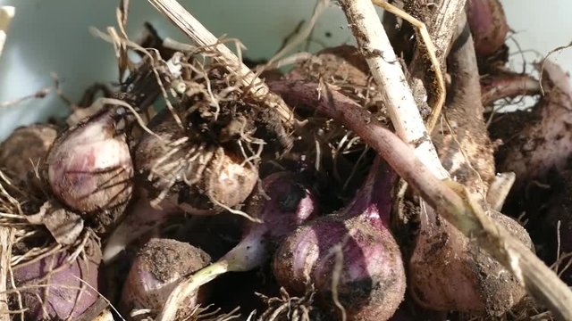 Pruning of garlic with scissors