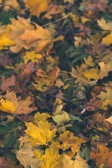 Autumn background. Dry leaves on the ground with a blurred background.