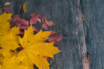 Naklejka na ściany i meble Autumn leaves on an old dark wooden background.