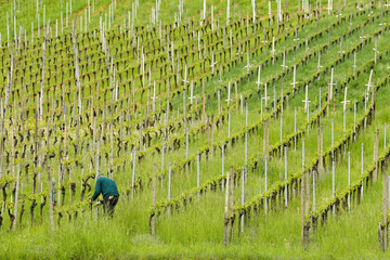 Weinbau