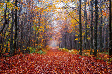 Ormanda dökülmüş sonbahar yaprakları