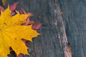 Autumn leaves on an old dark wooden background.