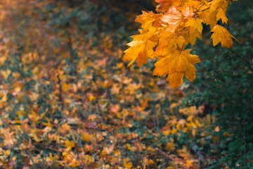 Autumn day landscape. Autumn forest after rain.