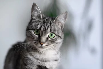 Foto op Aluminium Mooie Amerikaanse Korthaar kat met groene ogen. © Lalandrew