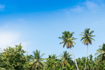 Fototapeta na wymiar Beautiful two coconut palms trees in the Tropical forest with blue sky at Island in Thailand