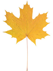 Fallen Maple Leaf