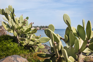 Cactus Prickly pear Capomulini Sicily background