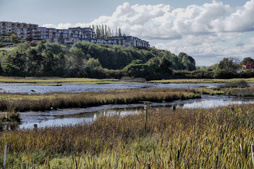 Urban wetlands in Edmonds, Washington
