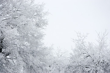 Branches of trees in snow