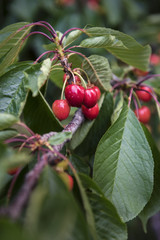 Cherries on tree