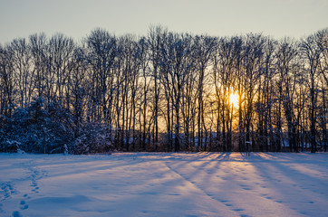 Winter Landscape with Snowy Forest at sunset