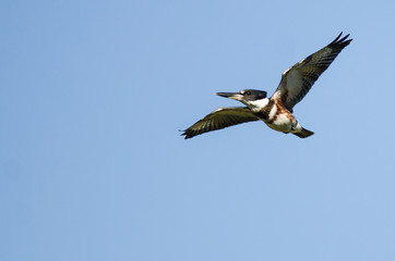 Belted Kingfisher Flying in a Blue Sky