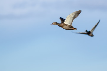 Mallard Duck Flying in a Blue Sky