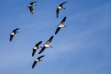Flock of Canada Geese Flying in a Blue Sky