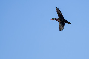 Male Wood Duck Flying in a Blue Sky
