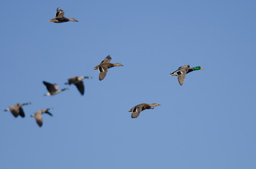 Flock of Mallard Ducks Flying with Canada Geese in a Blue Sky