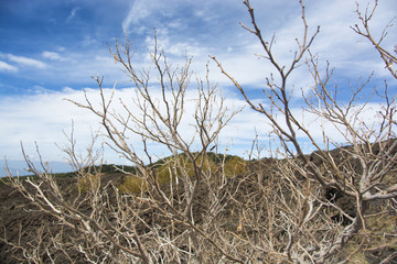 Deadwood with lava stone and sky background