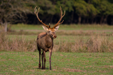 Old red deer in a meadow with autumn forest in the background