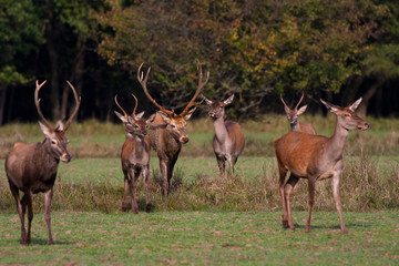 Obraz na płótnie Canvas Group of red deers in a meadow with autumn forest in the background