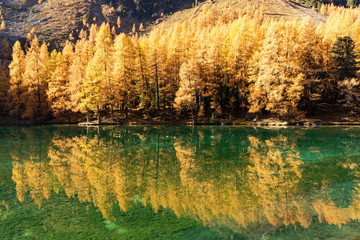 Stunning view of the Palpuogna lake near Albula pass with golden trees in autumn, Canton of Grisons, Switzerland