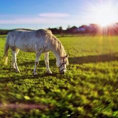 Weißes Pferd (Schimmel) auf der Weide