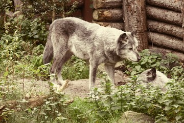 Fototapeta premium Der Wolf
