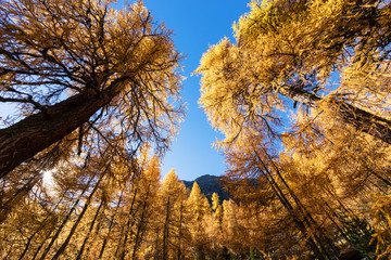 Golden Larches in the alps of canton grisons, Switzerland