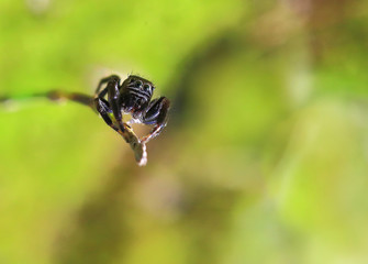 On the edge.A small spider crawled to the top of the grass, looking surprised look.