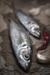 mackerel fish