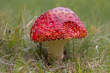 Fliegenpilz im Gras
