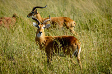 Curious Uganda Kob standing in the grass in  the Murchison Falls national park nearby lake Albert. 