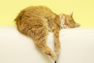 cat dropped © bsanchez