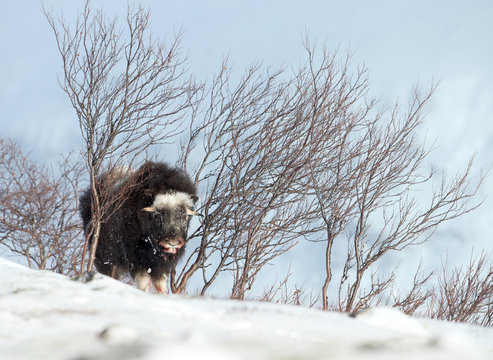 Musk ox calf infected with scabby mouth in tough winter conditions in Norway, Dovrefjell