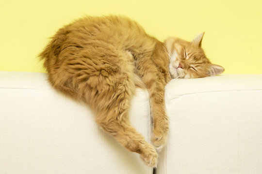 cat dropped