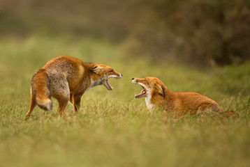 Two red foxes fighting for the territory 