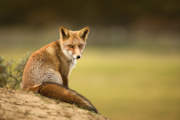 Close-up of a young red fox resting on sand in Autumn.
