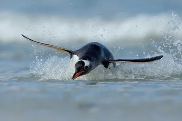 Foto op Plexiglas Gentoo penguin diving on the shores of the Falkland islands in the Atlantic ocean © giedriius